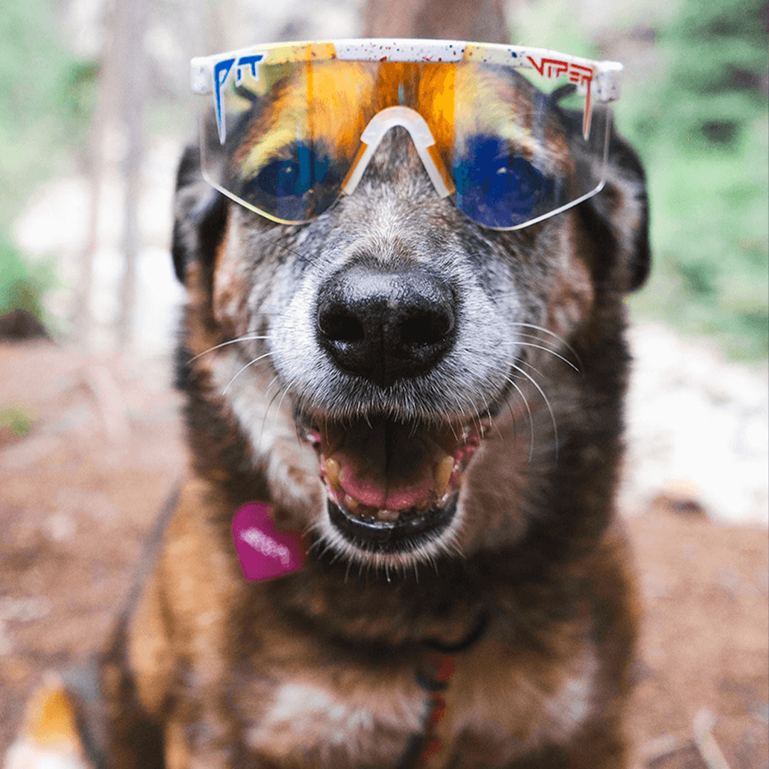 Wide / Blaster | Dog wearing The Merika Original from Pit Viper Sunglasses